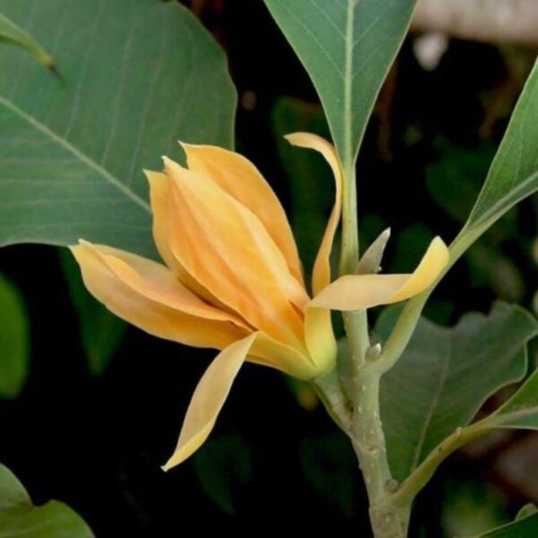 Sinchafa Tree SONCHAFA PLANT EASY CARE - Kulsum Agro Tech